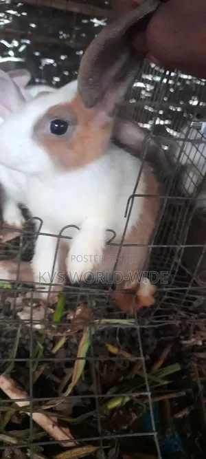 KVS Rabbit Farm