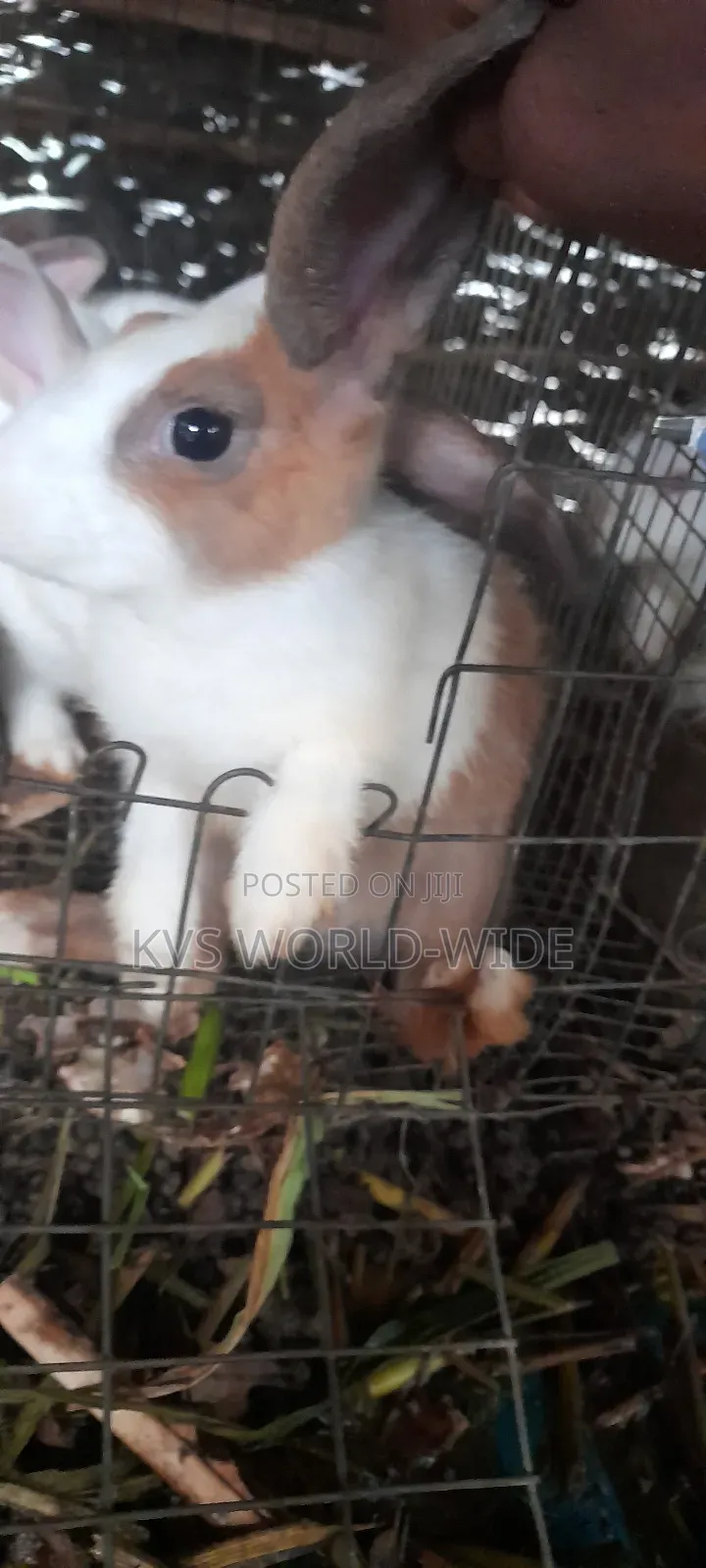 KVS Rabbit Farm