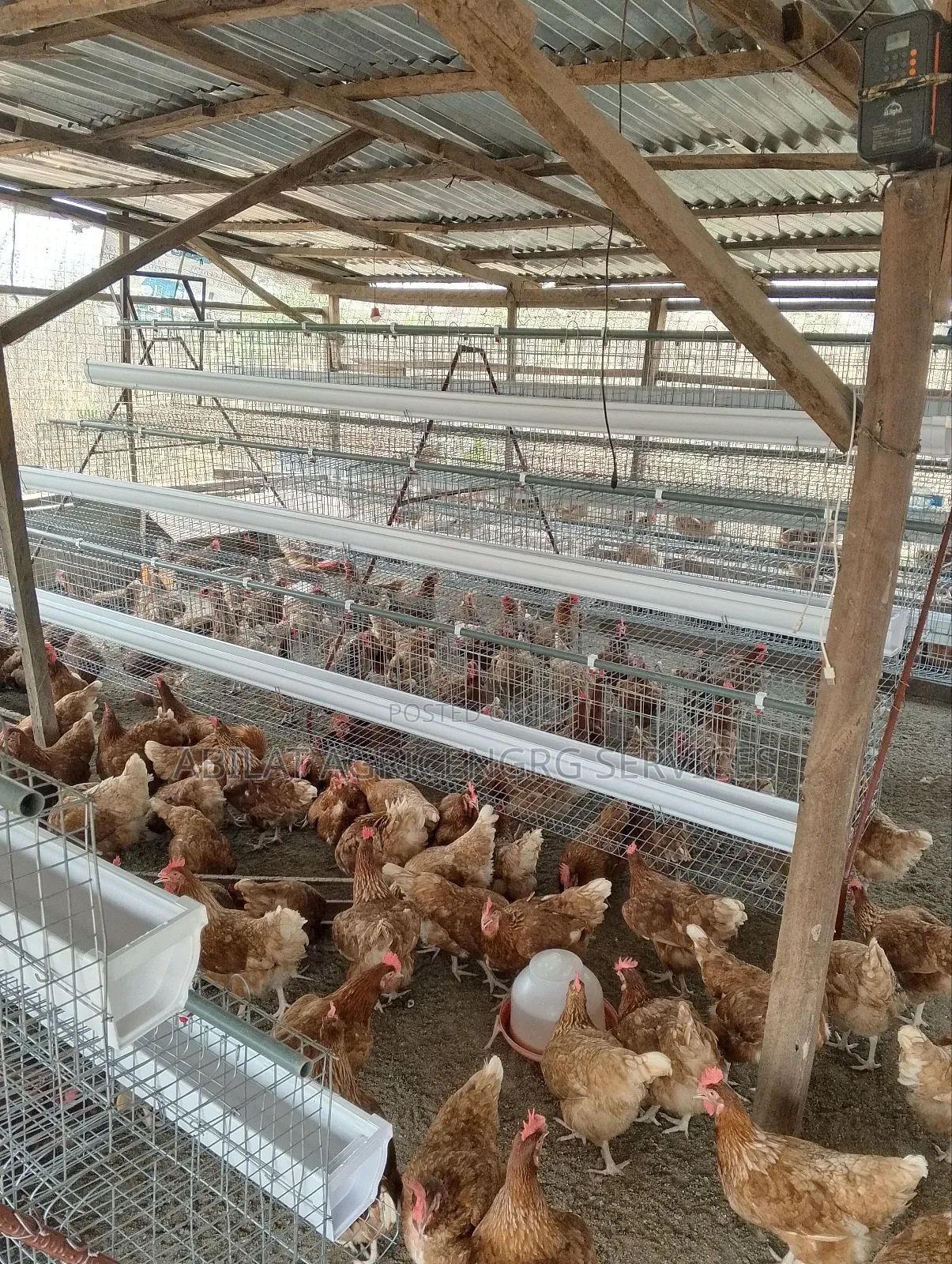 Poultry Cages