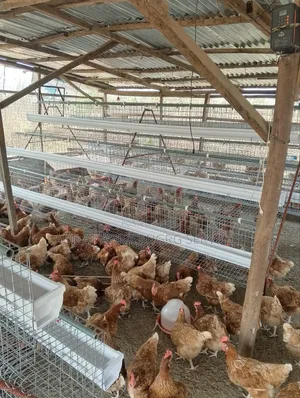 Poultry Cages