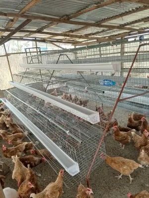 Poultry Cages