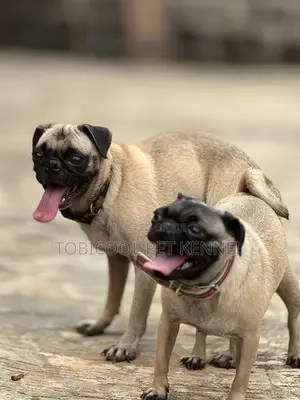 1+ year Male Purebred Pug