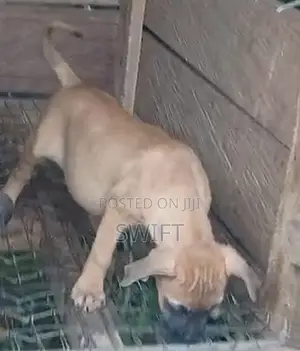 1-3 months Male Purebred Boerboel