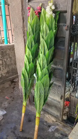 Fruit Plant Available Size 1.7 Meters