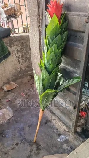Plant Available as Seen