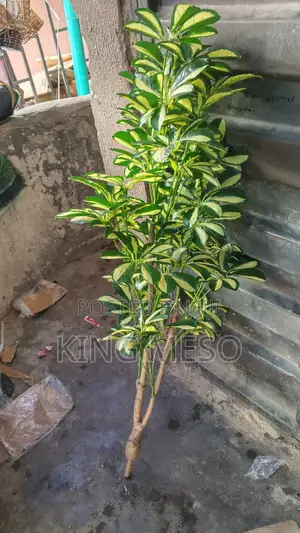 Artificial Plants Available
