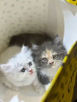 1-3 months Female Purebred Persian