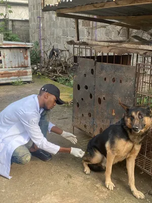 Mobile Vet Doctor in Gbagada