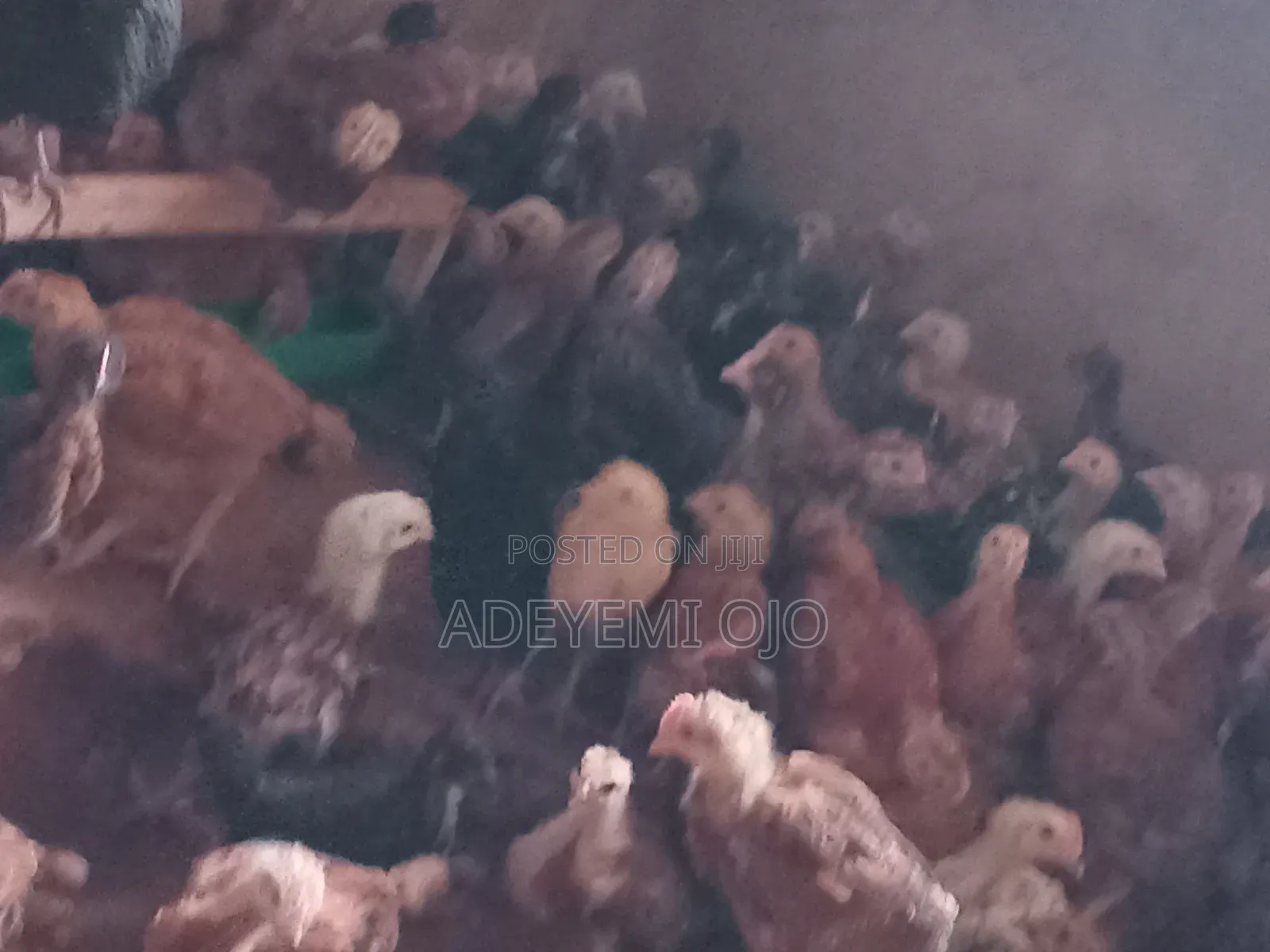 Noiler Chicken