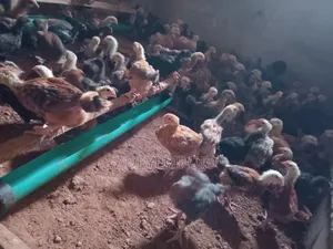 Noiler Chicken