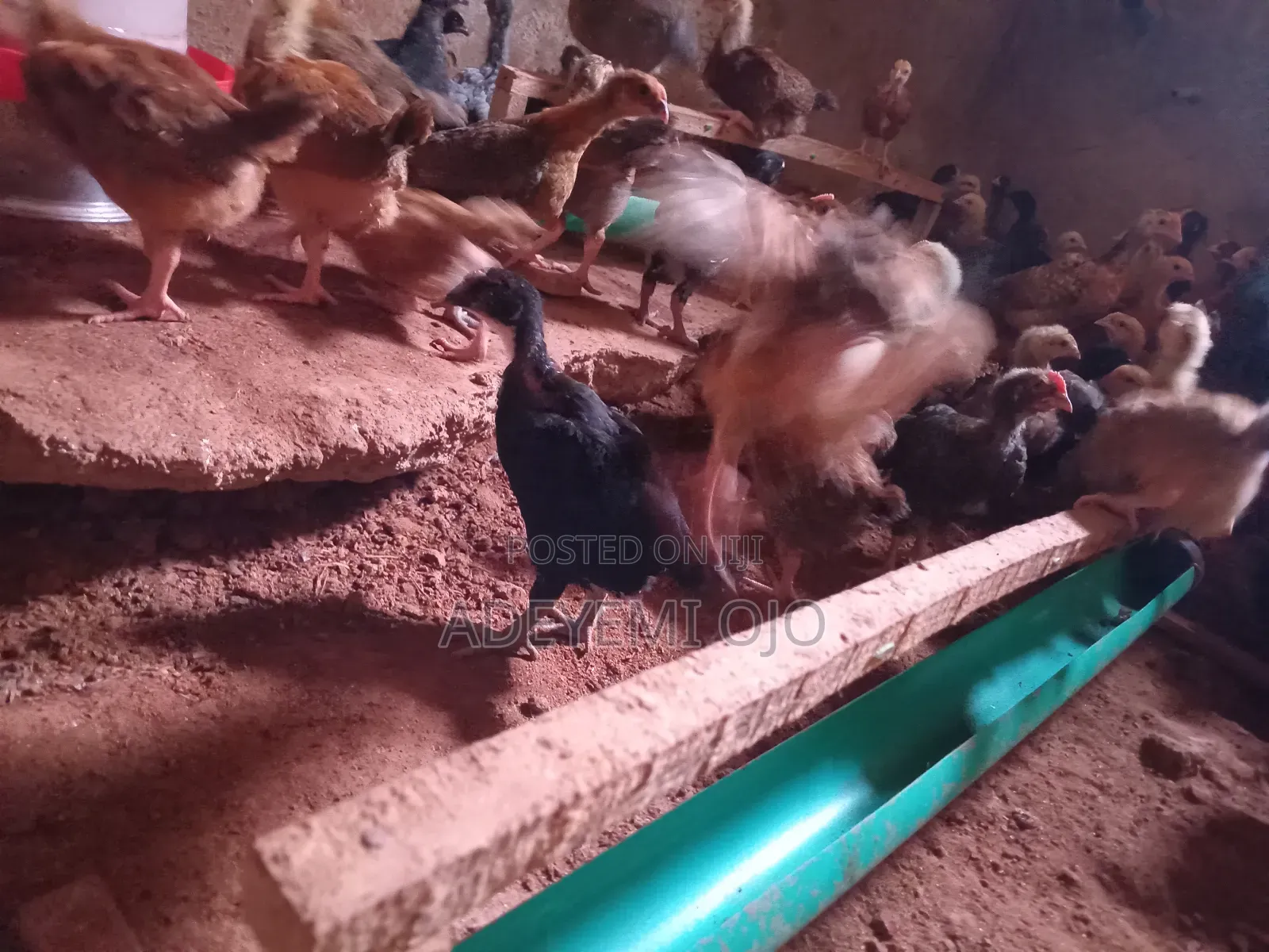 Noiler Chicken
