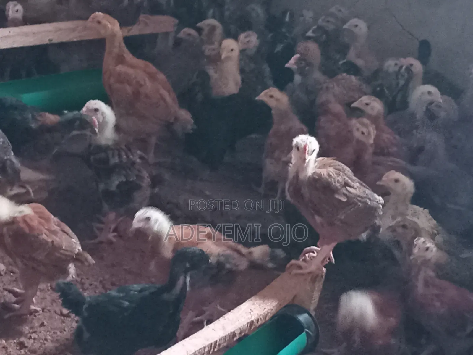Noiler Chicken