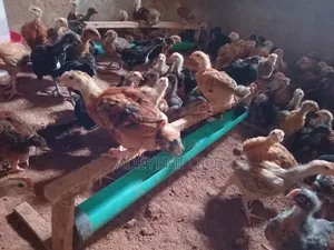 Noiler Chicken