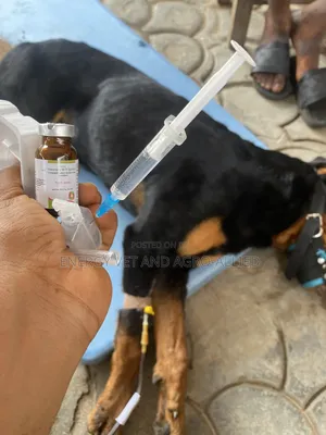 Professional Home Visit Vet - Premium Care for Your Pet(S)