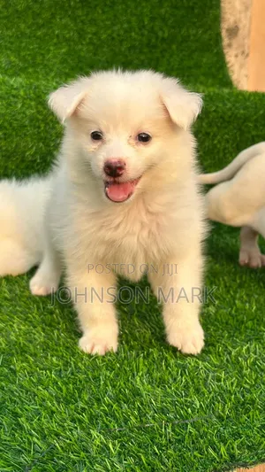 0-1 month Male Purebred American Eskimo