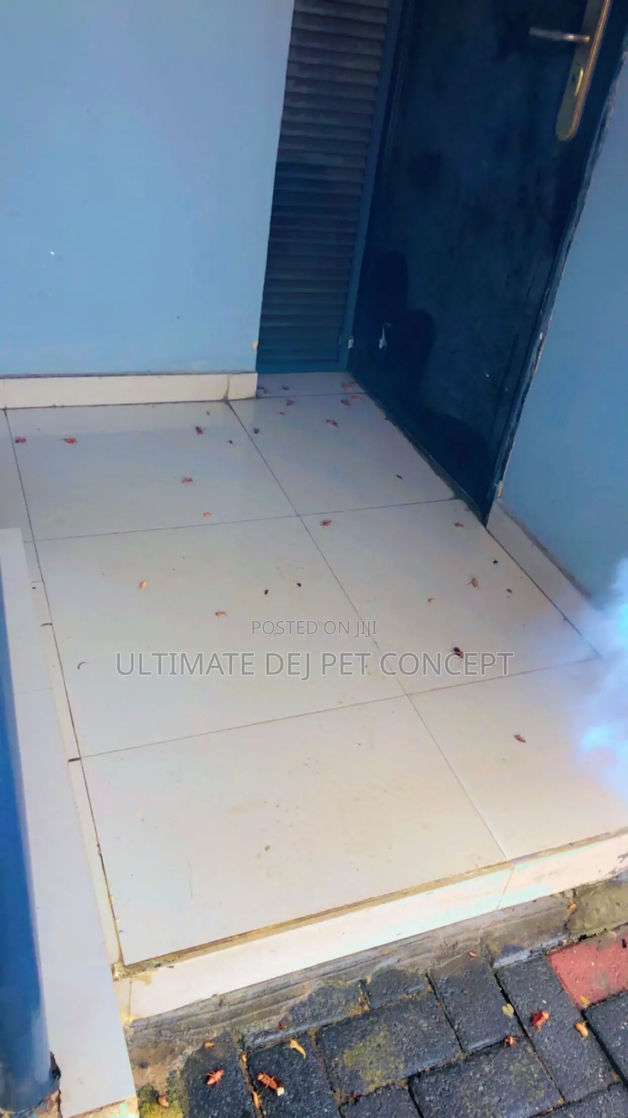 Fumigation And Pest Control Services