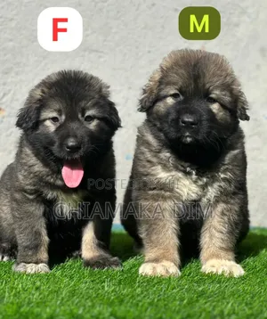 1-3 months Male Purebred Caucasian Shepherd