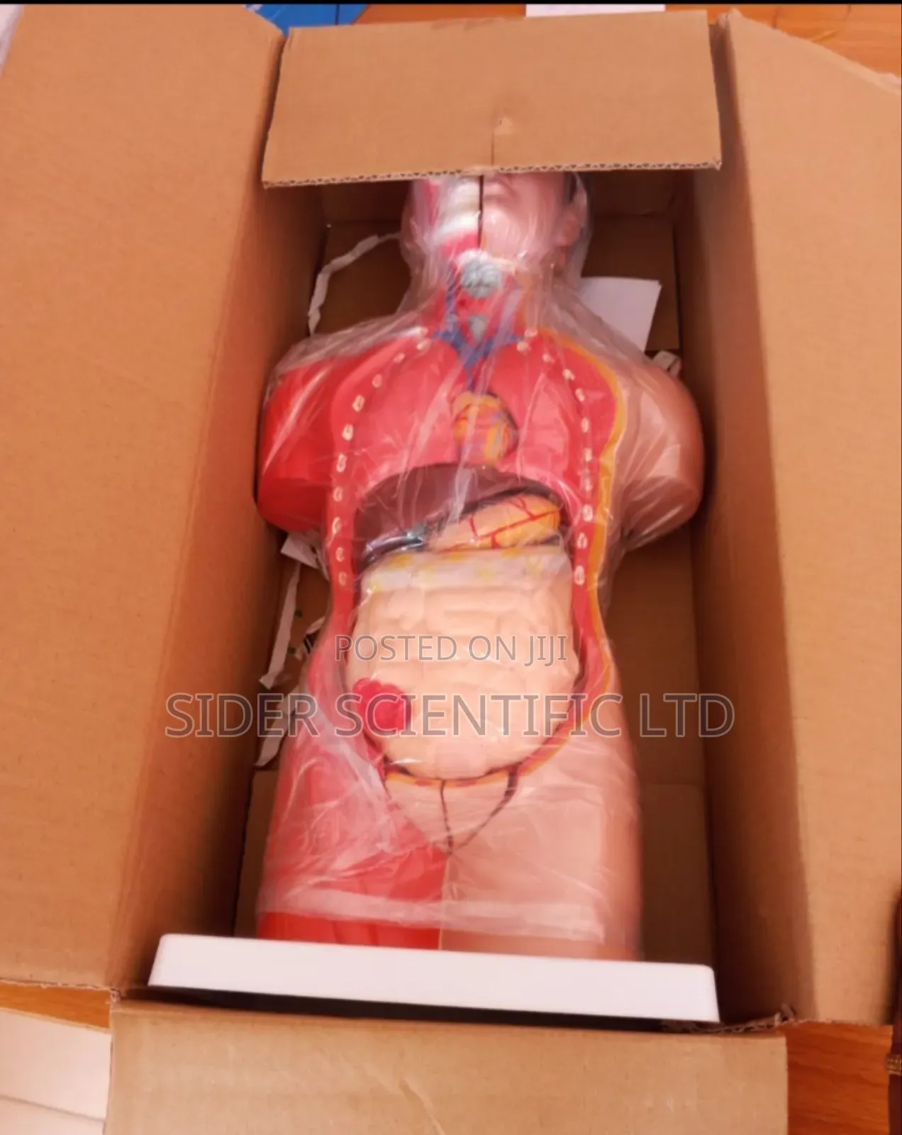 Human Torso