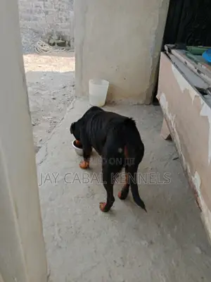 1+ year Female Purebred Rottweiler