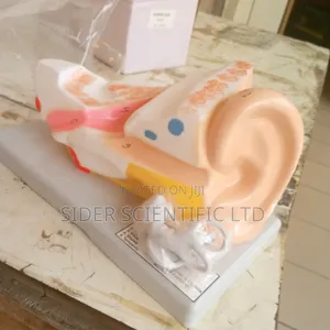 Ear Model China