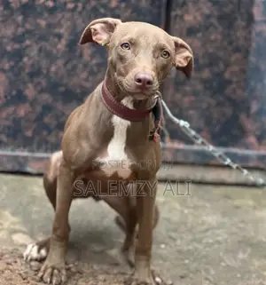 1+ year Female Purebred American Pit Bull Terrier