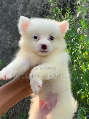1-3 months Male Purebred American Eskimo