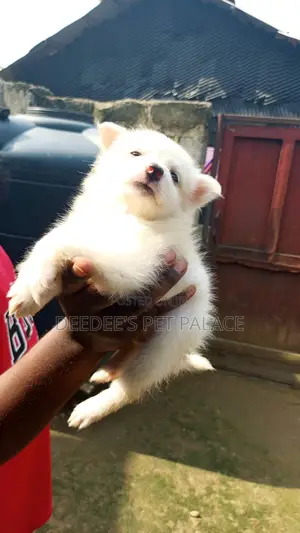 1-3 months Female Purebred American Eskimo