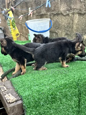 1-3 months Male Purebred German Shepherd