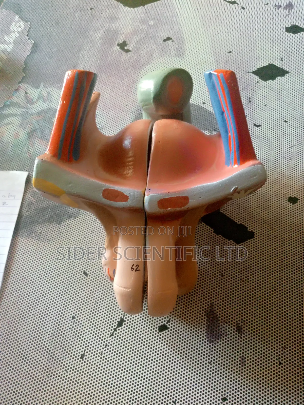 Human Penis