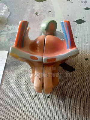 Human Penis