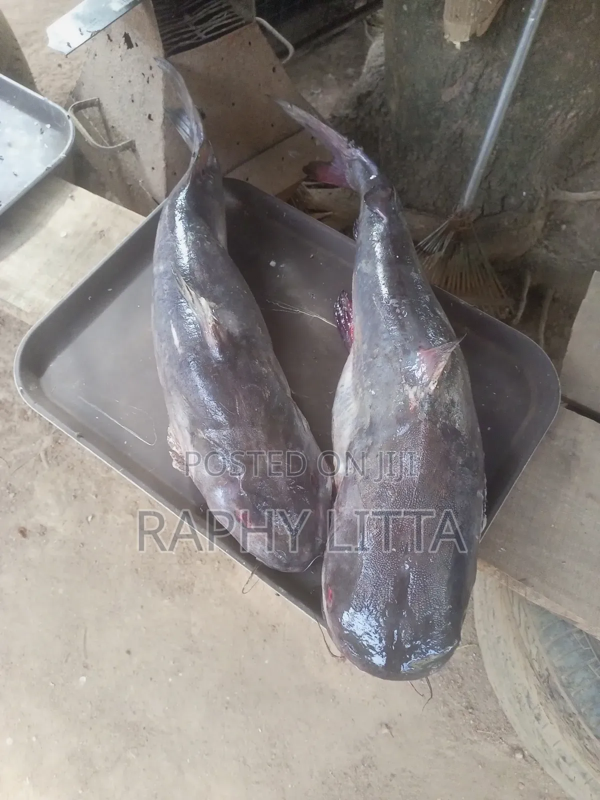 Salt Water Seafoods