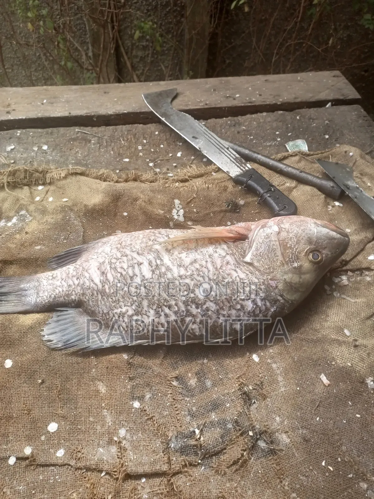 Salt Water Seafoods