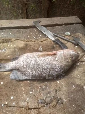 Salt Water Seafoods