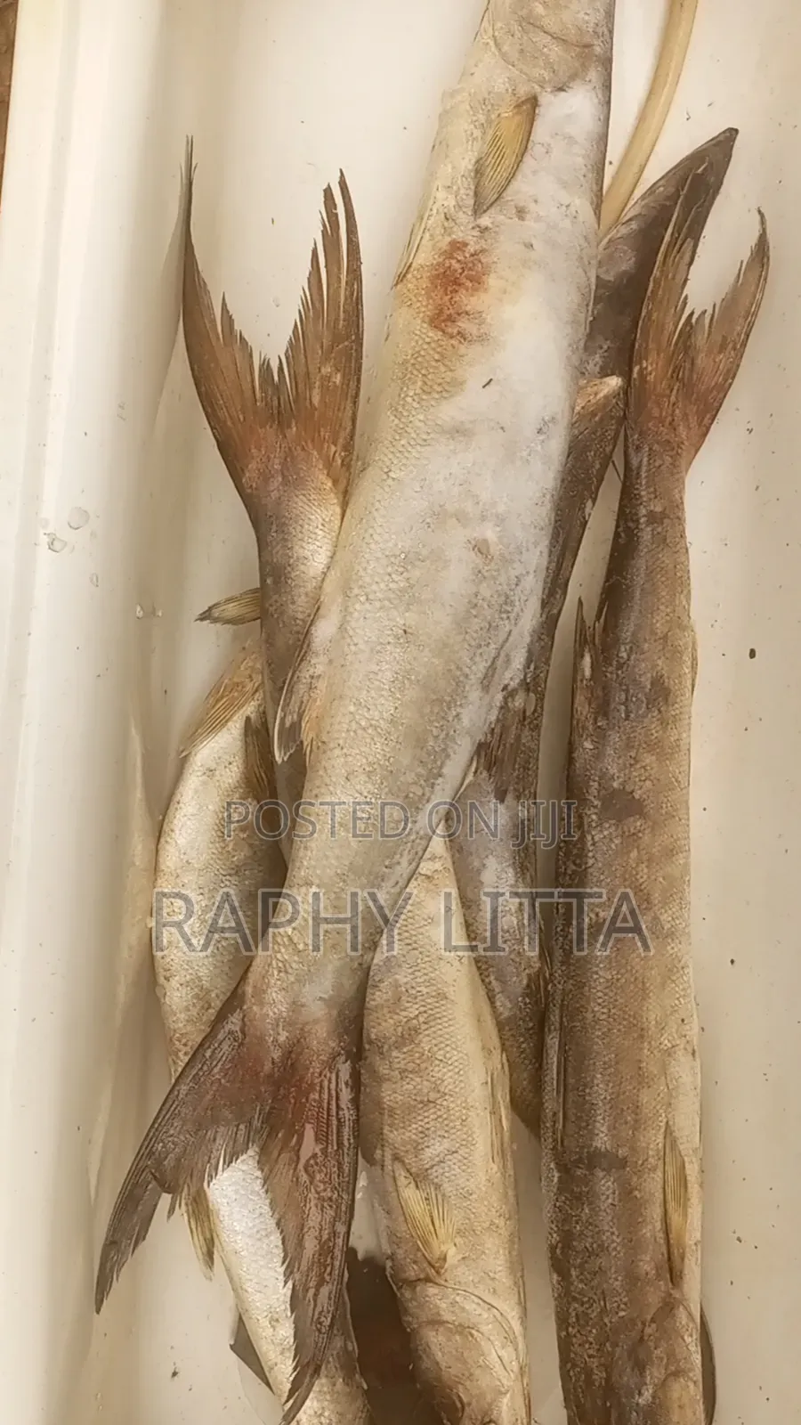 Salt Water Seafoods
