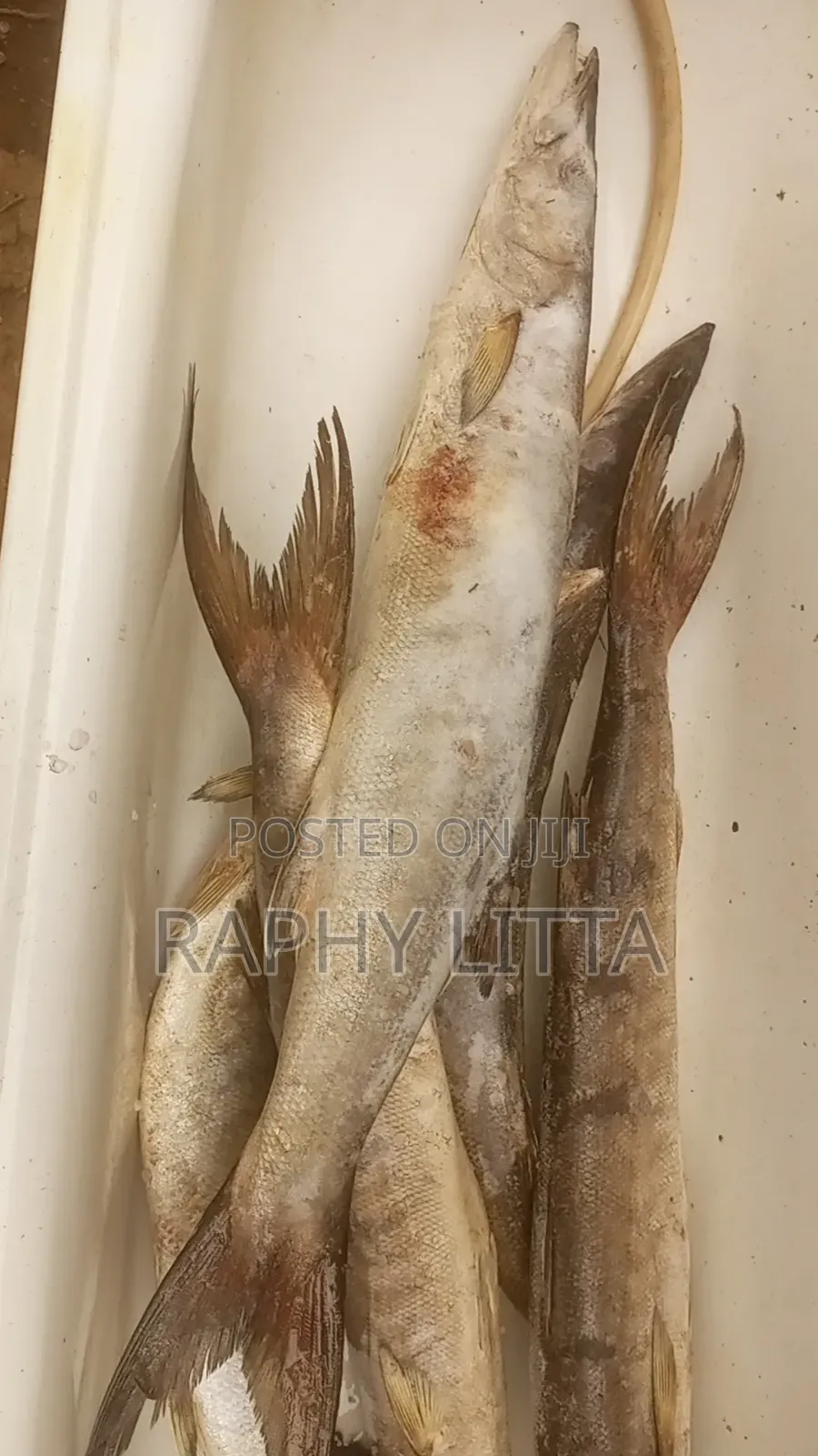 Salt Water Seafoods