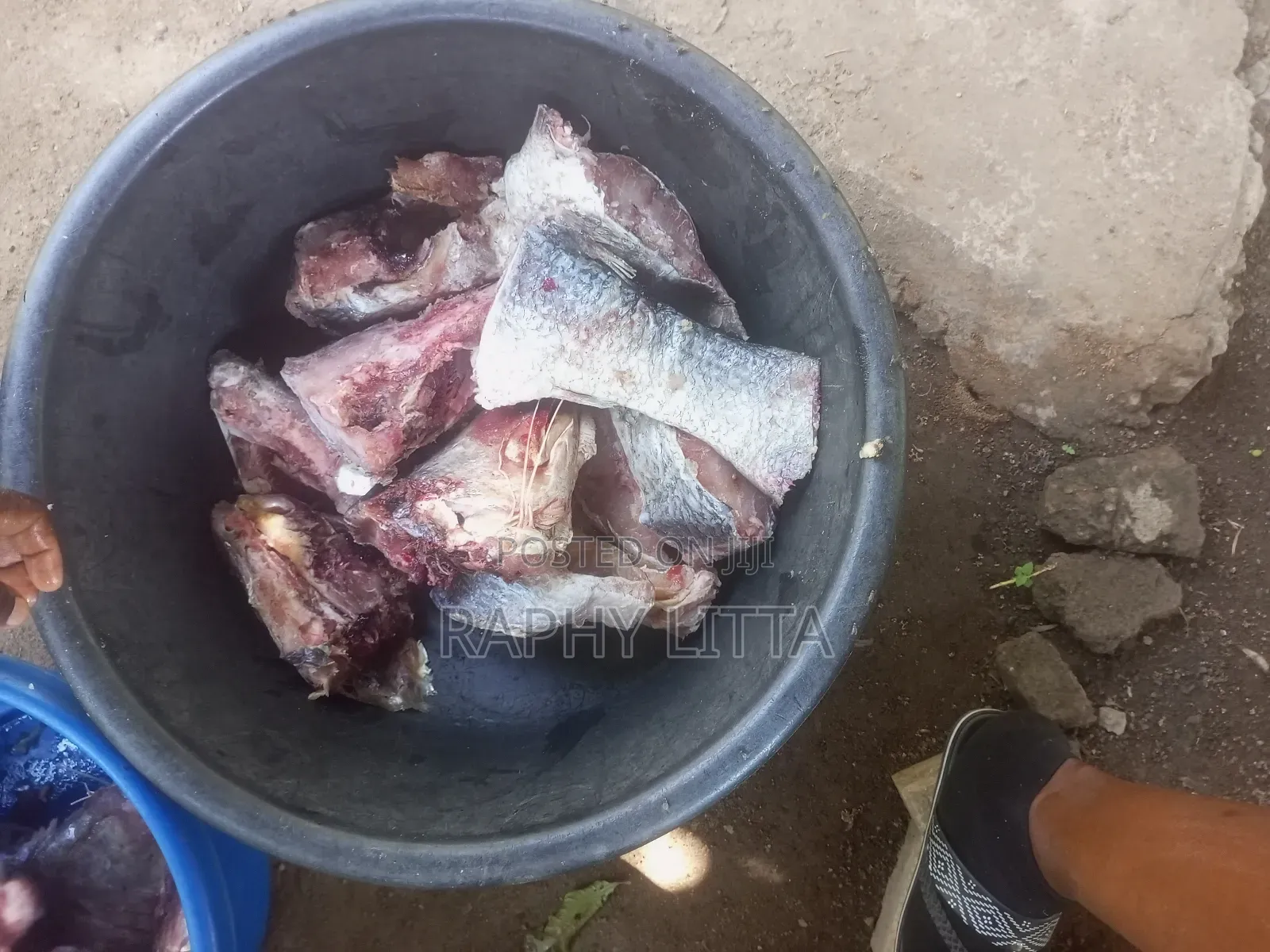 Salt Water Seafoods
