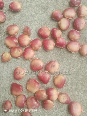 Fluted Pumpkin Seeds