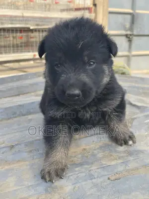 1-3 months Male Purebred German Shepherd