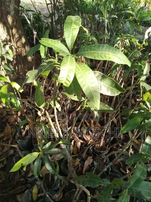 Grafted Mangoes