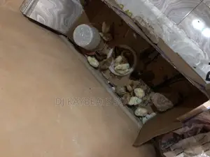 Day Old Chicks Available