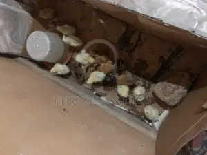 Day Old Chicks Available