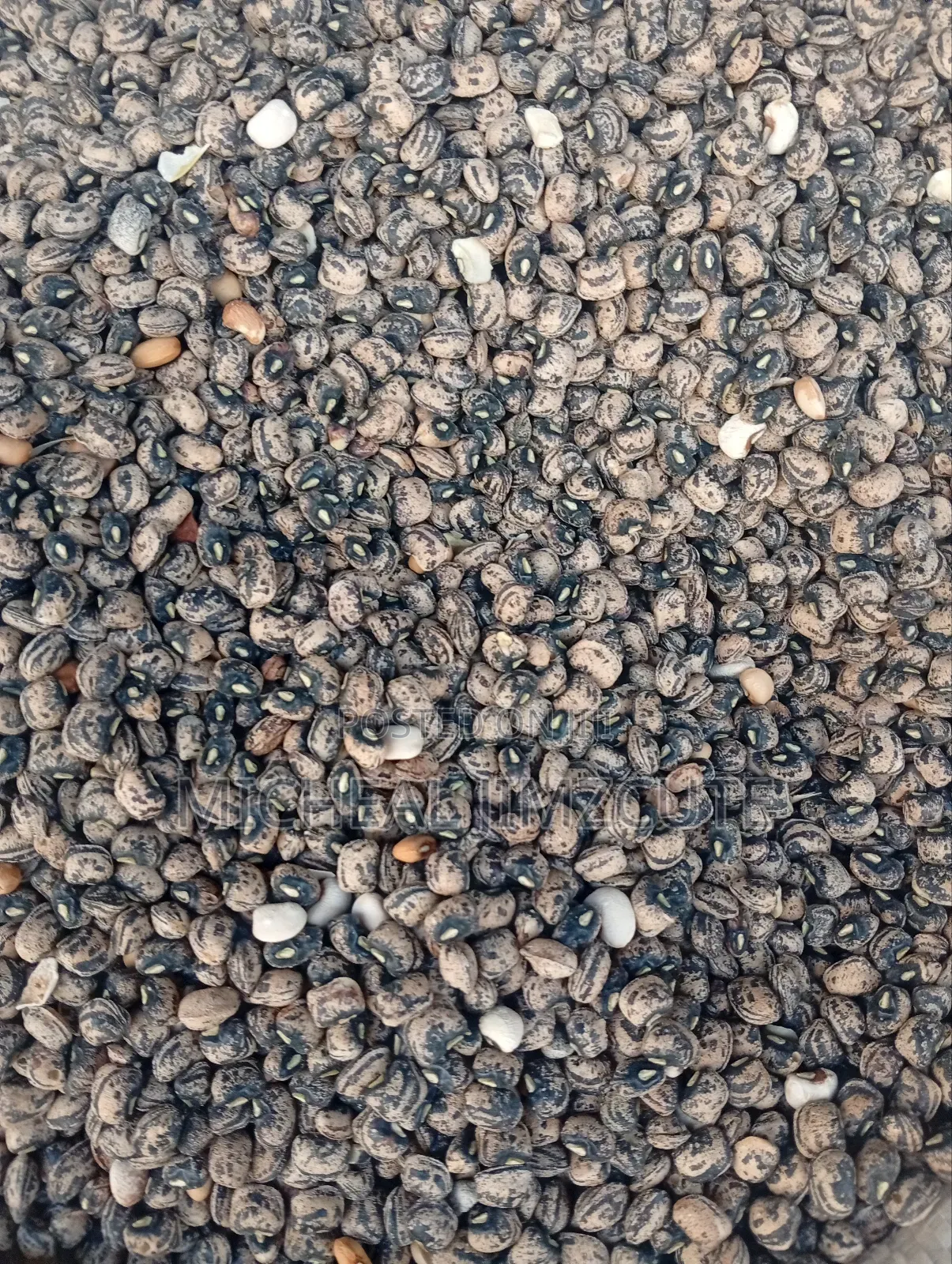 Grains Supply
