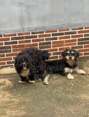 1+ year Male Purebred Lhasa Apso