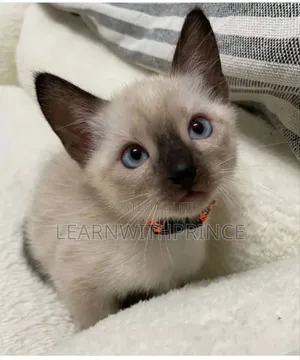 1-3 months Female Purebred Siamese