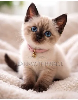 1-3 months Female Purebred Siamese