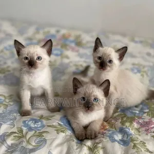 1-3 months Female Purebred Siamese