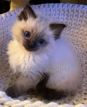 1-3 months Female Purebred Siamese