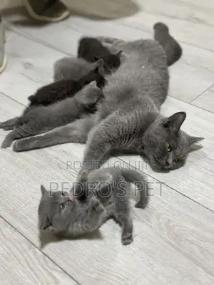 1-3 months Female Purebred British Shorthair