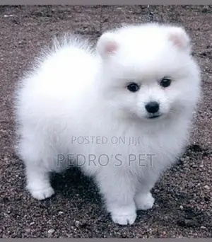 1-3 months Female Purebred American Eskimo