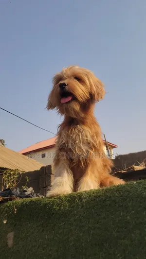6-12 months Female Purebred Lhasa Apso